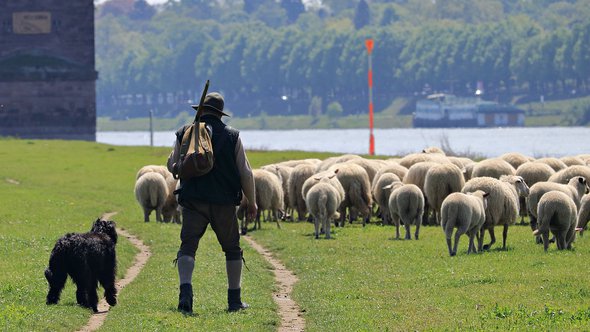 schapen herder