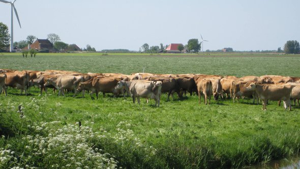 Koeien bij biologische boerderij" (CC BY 2.0) by MJ Klaver door MJ Klaver (bron: Flickr)