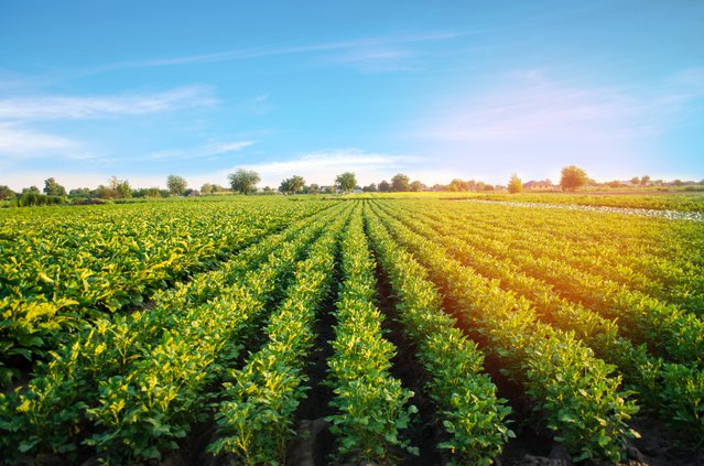 Een akker met aardappelen door Andrii Yalanskyi (bron: Shutterstock)