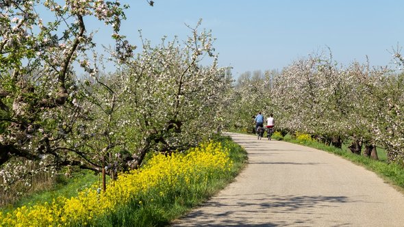Fietspad langs fruitbomen in bloesem, Betuwe door Wolf-photography (bron: Shutterstock)