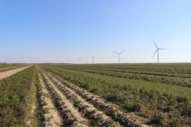 Geen monocultuur, maar afwisselende aanplant. De meeste stroken zijn ook in de winter groen. door Jutta Hinterleitner (bron: Essay Regeneratieve landbouw)