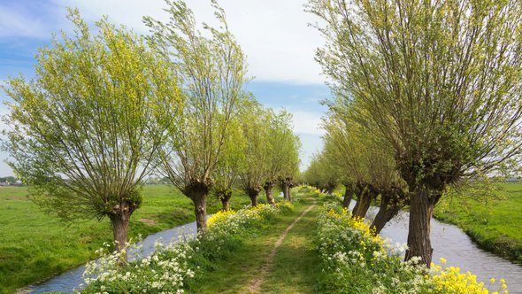 Wilgen in het platteland door Henriëtte V. (bron: Shutterstock)