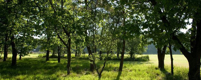 ENKA-Ede: Wonen aan de Veluwe tussen de monumenten - Afbeelding 9