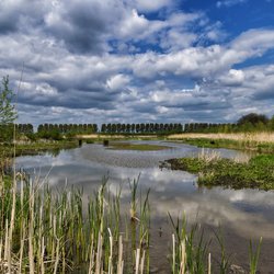 "Het Laarzenpad 01 Biesbosch, Dordrecht" (CC BY 2.0) by PAUL-fotografie-Netherlands door Paul van de Velde (bron: Flickr)