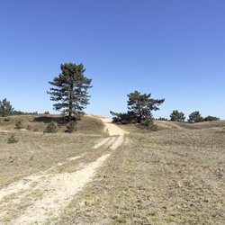 veluwe klimaatadaptie "Nationaal Park de Hoge Veluwe" (CC BY-SA 2.0) by Eric de Redelijkheid door Erik de Redelijkheid (bron: Flickr)