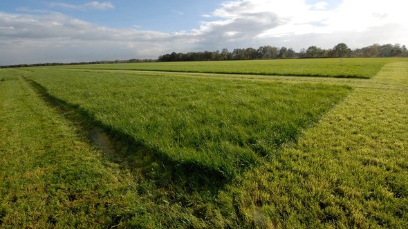 Grasveld, Overijssel door Lex Broere (bron: shutterstock)