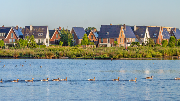 Greylag geese, Anser anser, swim along the reed covered shores of a modern residential area in Oegstgeest, the Netherlands door Wirestock Creators (bron: Shutterstock)
