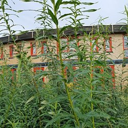 Ecodorp Boekel mengt betaalbaarheid met natuurinclusief bouwen en zelfvoorzienend leven door Ecodorp Boekel (bron: Ecodorp Boekel)