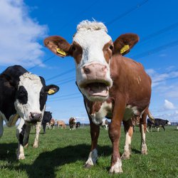 Laughing Dutch Cow in the Meadow door Rosanne de Vries (bron: shutterstock)