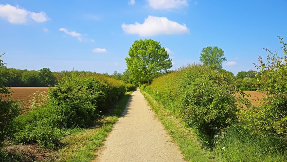 Beautiful dutch landscape, empty cycle path between green hedgerows in countryside, blue spring sky - Maasheggen biosphere reserve, Netherlands door Ralf Liebhold (bron: Shutterstock)