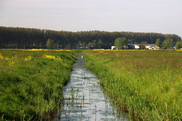 Zuidplaspolder, slootje door Andre Muller (bron: shutterstock.com)