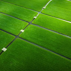 Luchtfoto van groene velden en landbouwvelden in Nederland. door PBabic (bron: Shutterstock)