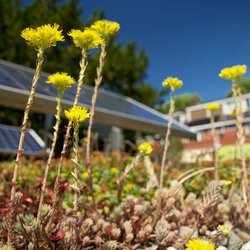 Sedum dak met zonnepanelen door Rene Notenbomer (bron: Shutterstock)