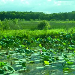 Wetlands