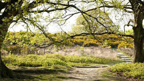 veluwe natuur