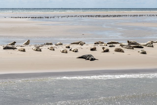Zeehonden op het strand in de buurt van Vlieland door Simon van Hemert (bron: Shutterstock)