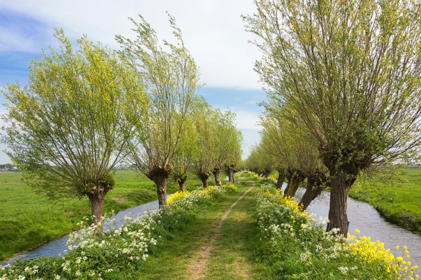 Wilgen in het platteland door Henriëtte V. (bron: Shutterstock)