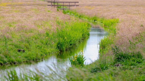 Typische Nederlandse polder door Wut_Moppie (bron: shutterstock)