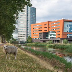 Hoofddorp door Milos Ruzicka (bron: Shutterstock)