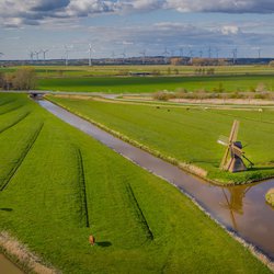 Landerijen met koeien en windmolens door Frederick Doerschem (bron: Shutterstock)