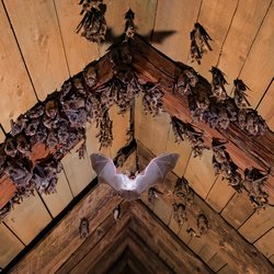 Europese muisvleermuis door Michael von Aichberger (bron: Shutterstock)