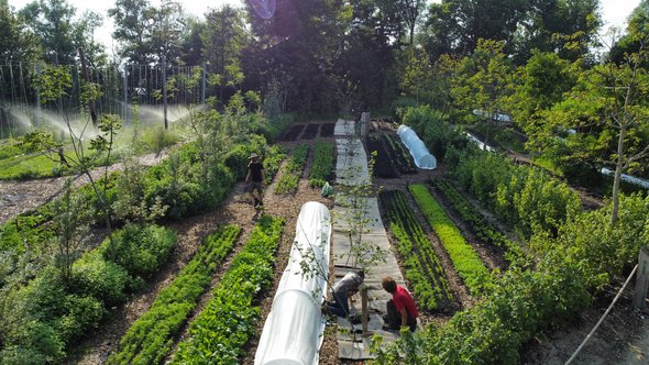 Agroforestry op Utopia Eiland door Stichting Weerwoud (bron: Stichting Weerwoud)