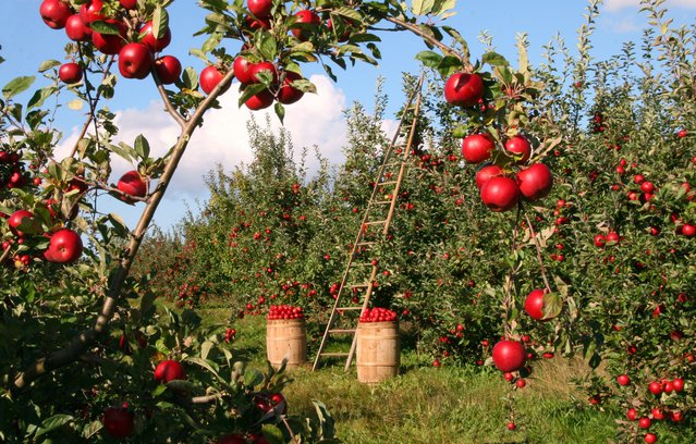 oogst op de boerderij, zelf plukken door lumix2004 (bron: pixabay.com)