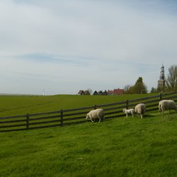 Sheep on outer dyke of Hindeloopen" (CC BY 2.0) by tacowitte door tacowitte (bron: Flickr)