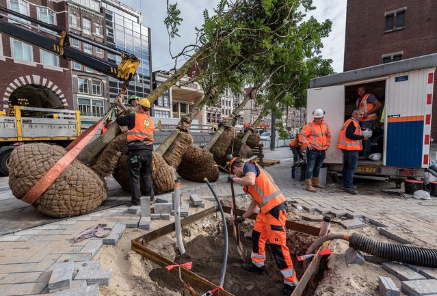 Ecologische inrichting Beursplein 2019 door Alphons Nieuwenhuis (bron: BioDiversity)