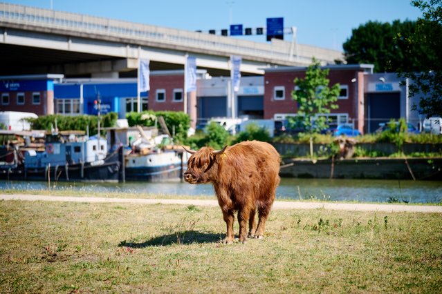 Eiland van Brienenoord door Erik Jansen (bron: Ministerie van Volkshuisvesting en Ruimtelijke Ordening)