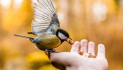 Vogel eet uit hand - natuurinclusief door Taneli Lahtinen (bron: Unsplash)