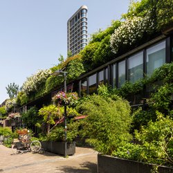 Groene natuurstraat in het centrum van de stad Eindhoven door Lea Rae (bron: Shutterstock)