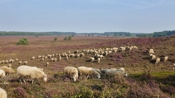 Noord-Veluwe schapen door R. de Bruijn_Photography (bron: Shutterstock)