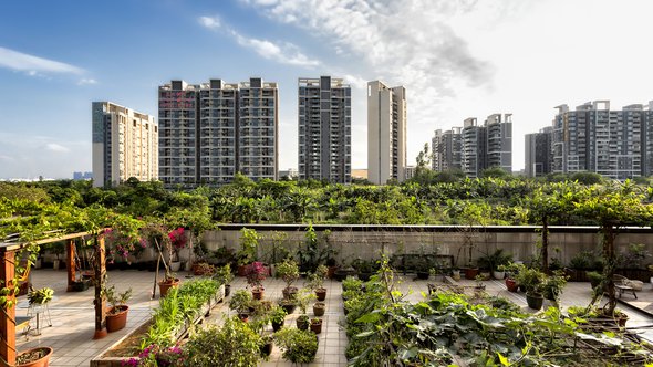 Urban farming in Guangzhou, China. door Jose L Vilchez (bron: Shutterstock)
