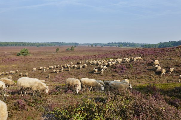 Noord-Veluwe schapen door R. de Bruijn_Photography (bron: Shutterstock)