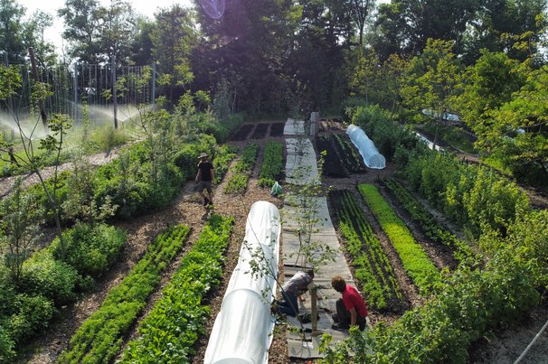 Agroforestry op Utopia Eiland door Stichting Weerwoud (bron: Stichting Weerwoud)
