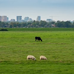 Weiland in de buurt van Amsterdam door Milos Ruzicka (bron: Shutterstock)