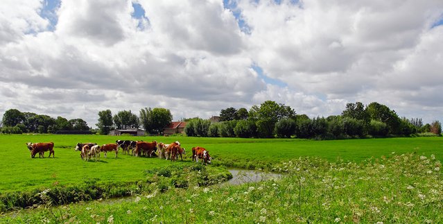 Schipluiden Midden Delfland door kees torn (bron: Flickr)