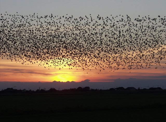 zelforganisatie bij vogels