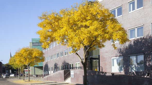 Honingbomen (Sophora Japonica) als laanbomen in herfsttooi. In een bedrijventerrein in de wijk Hoornwerk in Deventer..jpg door Sjon (bron: Provincie Zuid-Holland en Stichting Steenbreek.)