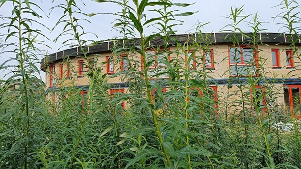 Ecodorp Boekel mengt betaalbaarheid met natuurinclusief bouwen en zelfvoorzienend leven door Ecodorp Boekel (bron: Ecodorp Boekel)