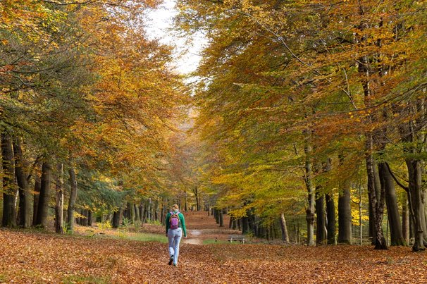 Vrouw wandelend in boslandschap van Hoekelum in Ede door INTREEGUE Photography (bron: Shutterstock)