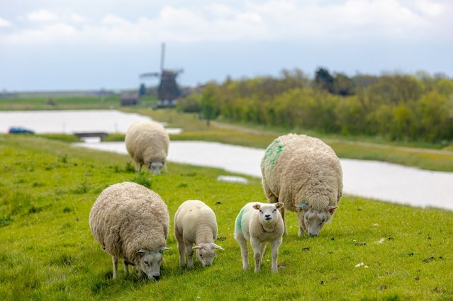 Voorjaarslandschap op Texel met schapen en lammetjes bij de molen door Wut_Moppie (bron: shutterstock)