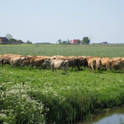 Koeien bij biologische boerderij" (CC BY 2.0) by MJ Klaver door MJ Klaver (bron: Flickr)