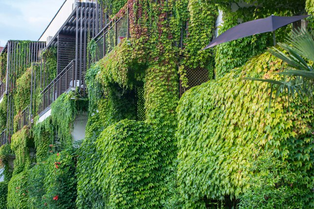 Bouwen met klimplanten, klimop groeit aan de muur. Ecologie en groen leven in de stad, stedelijk milieu concept. door Andy Shell (bron: shutterstock)