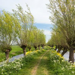 Wilgen in het platteland door Henriëtte V. (Shutterstock)