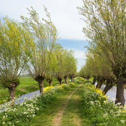 Wilgen in het platteland door Henriëtte V. (bron: Shutterstock)