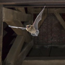 Pipistrelle vleermuis door Rudmer Zwerver (bron: Shutterstock)