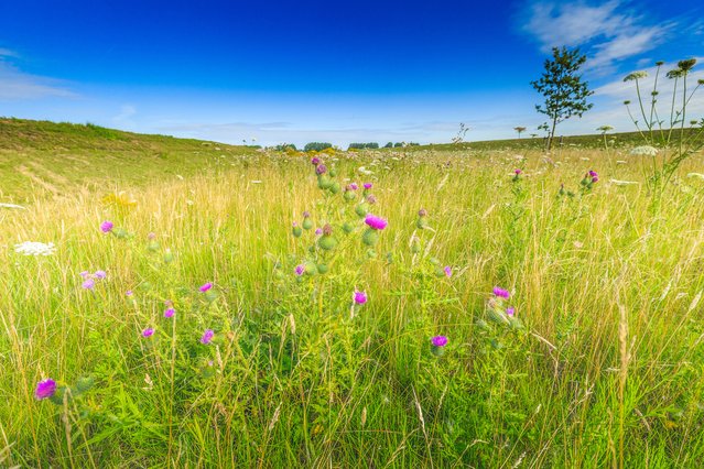 Veld met distels bij het Haarlemmermeer door Photodigitaal.nl (bron: Shutterstock)