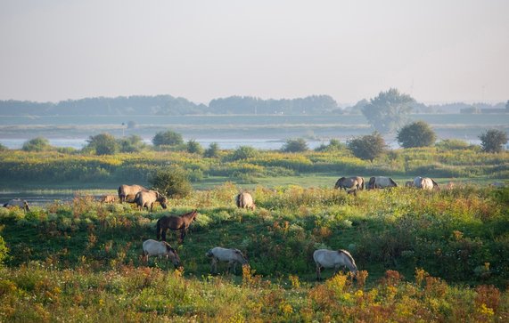 Ooijpolder, Nijmegen door Anton Havelaar (bron: shutterstock)